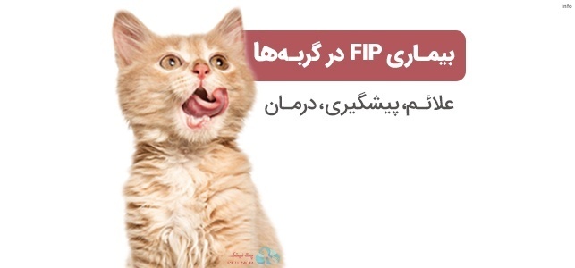 علائم ویروس کرونا در گربه ها_1