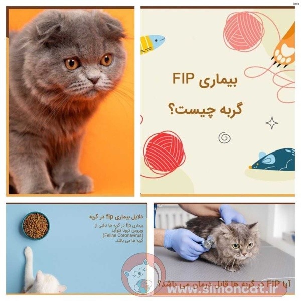 علائم ویروس کرونا در گربه ها_5