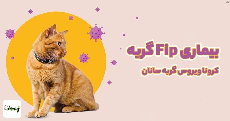 علائم ویروس کرونا در گربه ها_6