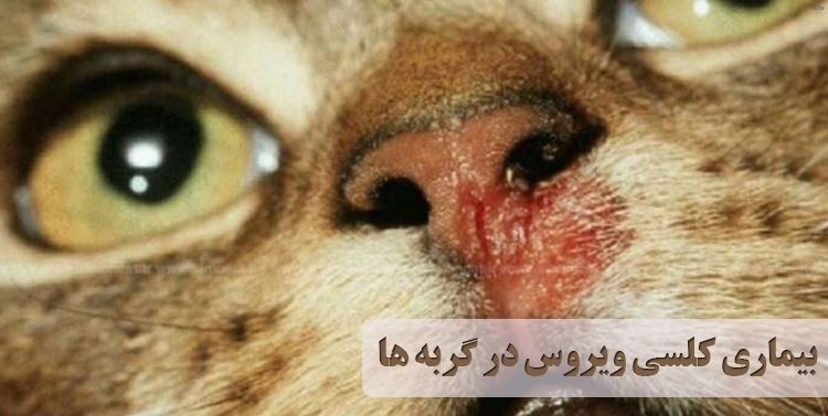 علائم ویروس کرونا در گربه ها_9