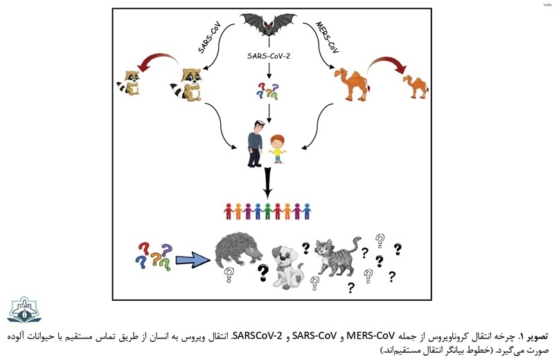 ویروس شبه کرونا_6