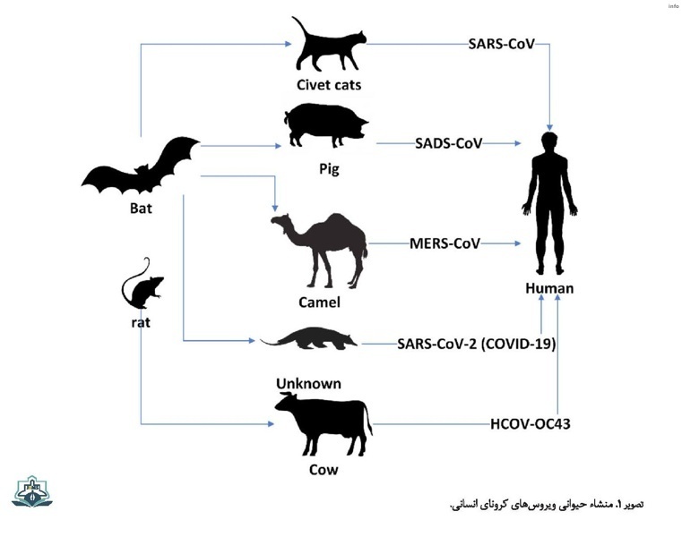 ویروس شبه کرونا_8