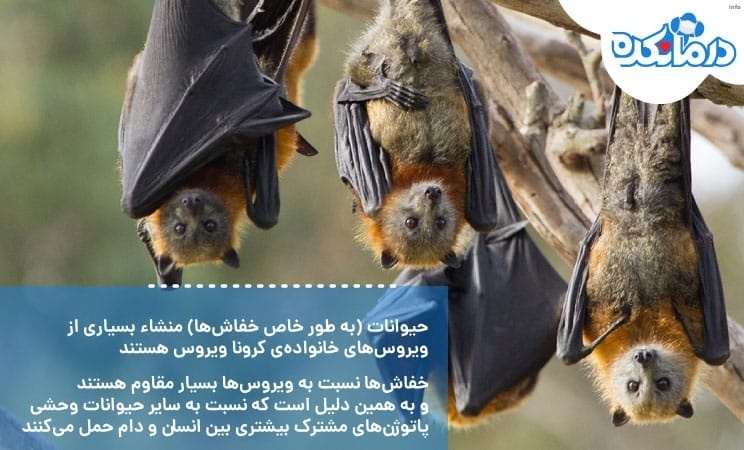 ویروس کرونا از چه حیوانی است_6