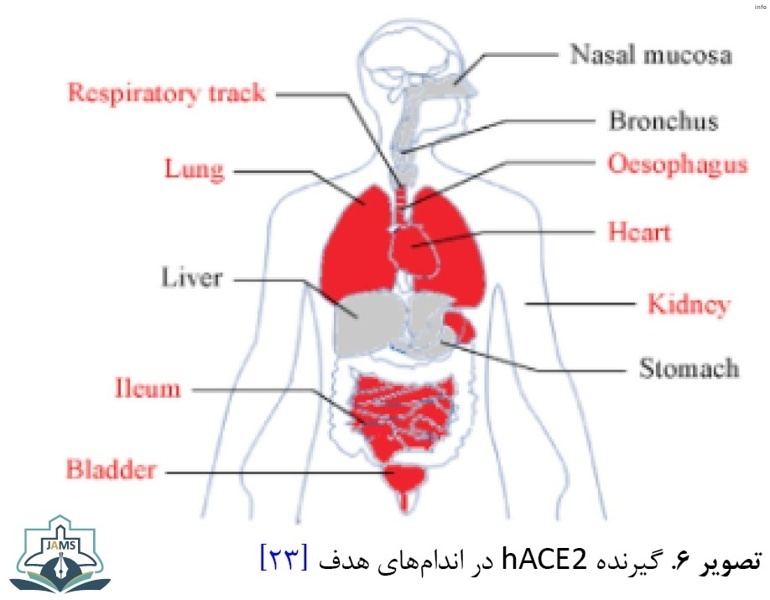 ویروس کرونا در خارج از بدن انسان ساختار بلوری دارد_3