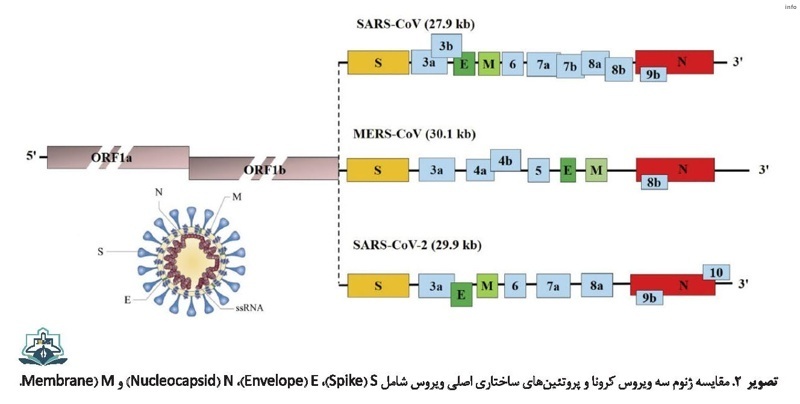 ویروس کرونا در خارج از بدن انسان چه ساختاری دارد_8