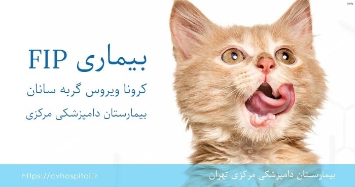 ویروس کرونا گربه_2
