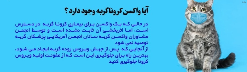ویروس کرونا گربه_9