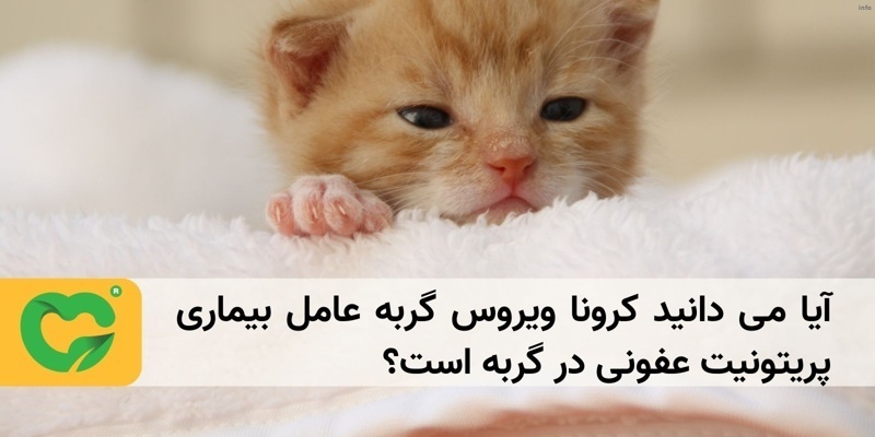 کرونا ویروس در گربه ها_8