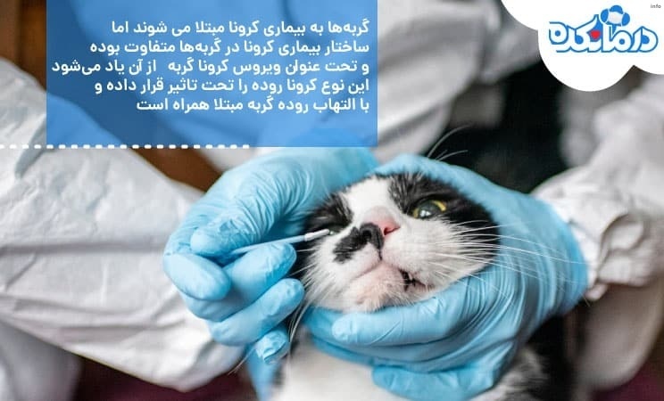 کرونا ویروس گربه ها_8