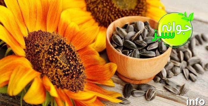 تخمه آفتابگردان برای کلیه ضرر دارد_6