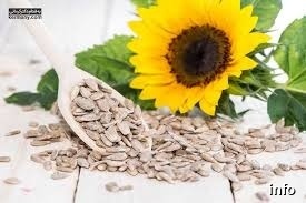 تخمه آفتابگردان تک لپه یا دو لپه_1