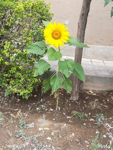 تخمه آفتابگردان جز کدام دسته است_7