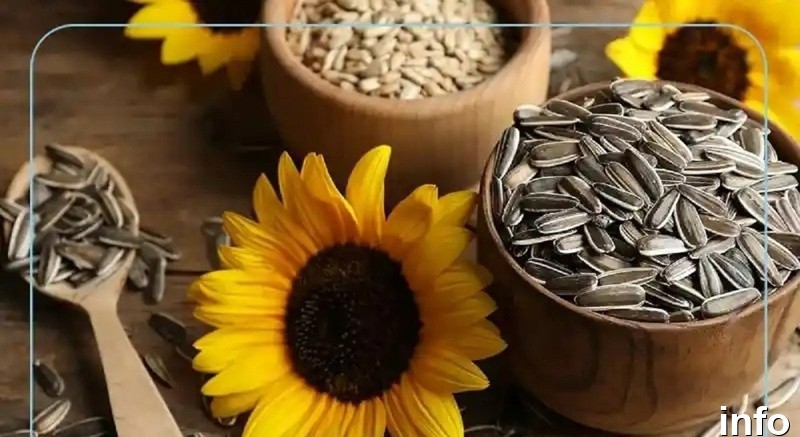 تخمه آفتابگردان جز کدام دسته است_8