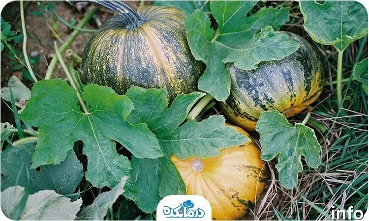 تخمه ژاپنی چگونه تولید میشود_4
