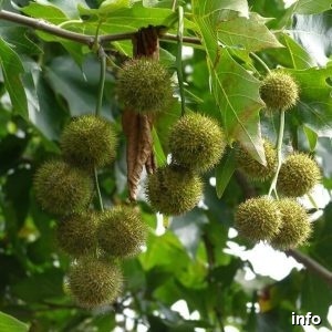 تخمه ژاپنی چگونه تولید میشود_5