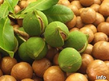 تولید ماکادمیا در ایران_1
