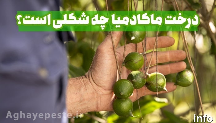 تولید ماکادمیا در ایران_6