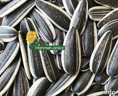 خرید تخمه آفتابگردان_7