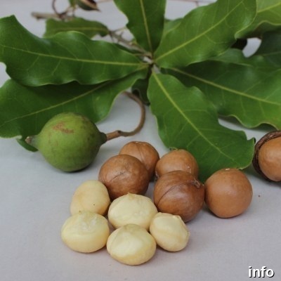 خرید دانه ماکادمیا_1