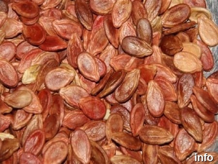 خرید عمده تخمه ژاپنی_1