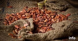 خرید عمده تخمه ژاپنی_8