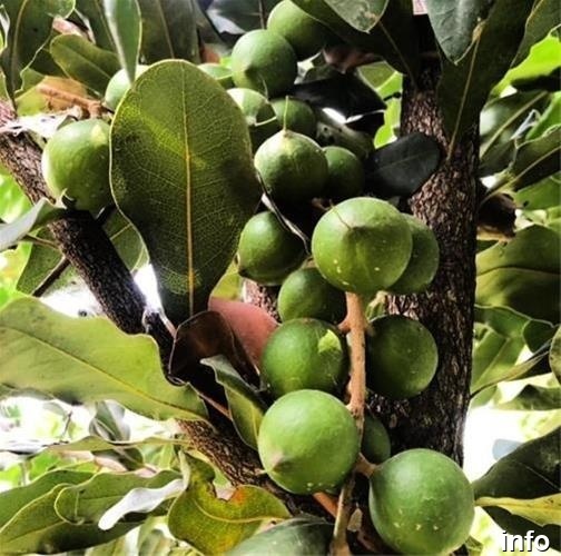 خرید فندق ماکادمیا اصفهان_7