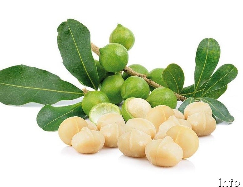 خرید فندق ماکادمیا در شیراز_9