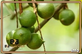 خرید ماکادمیا اصفهان_7