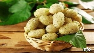 خواص گیلاس سفید_6