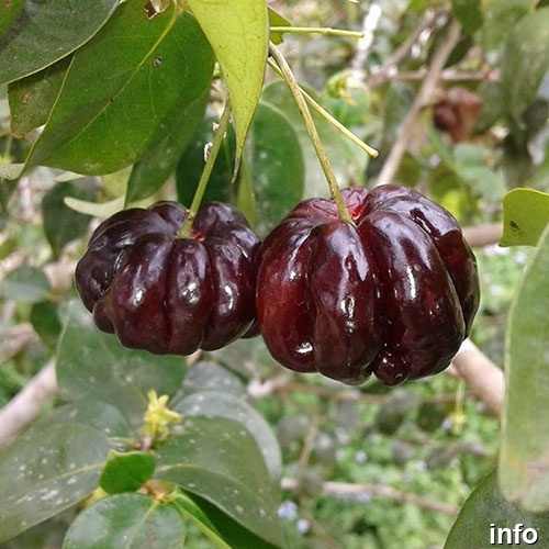 خواص گیلاس سورینام_1