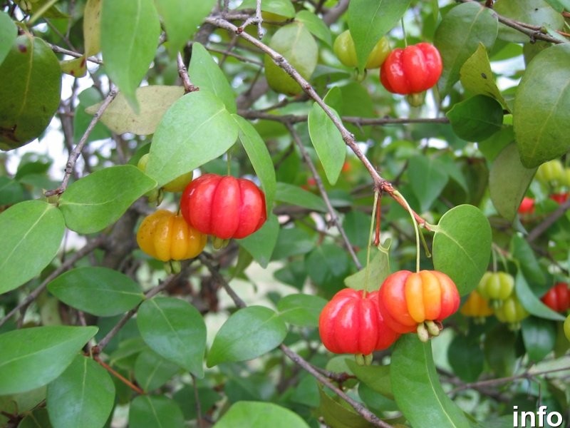 خواص گیلاس سورینام_9