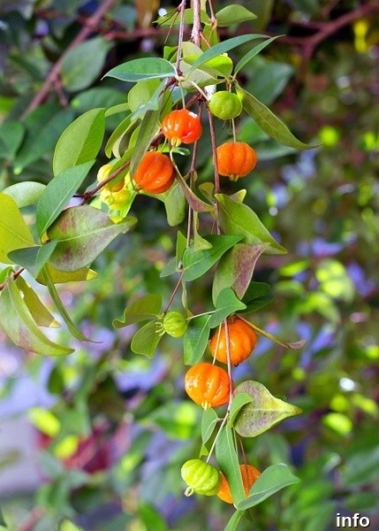 خواص گیلاس سورینام_3