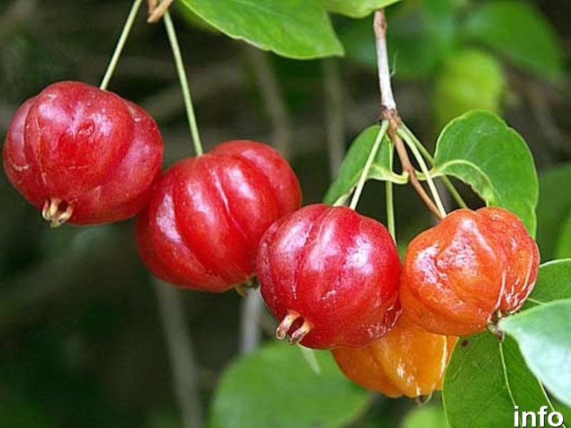 خواص گیلاس سورینام_5
