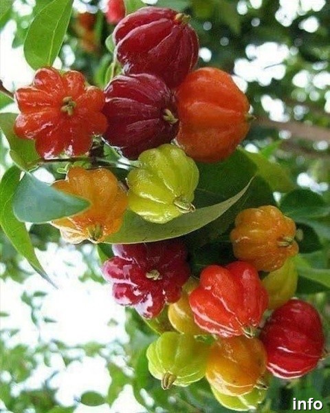خواص گیلاس سورینام_6