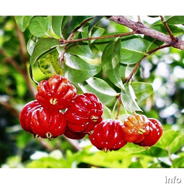 خواص گیلاس سورینام_7