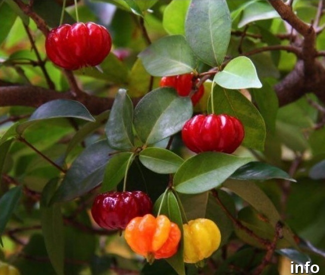 خواص گیلاس سورینام_8