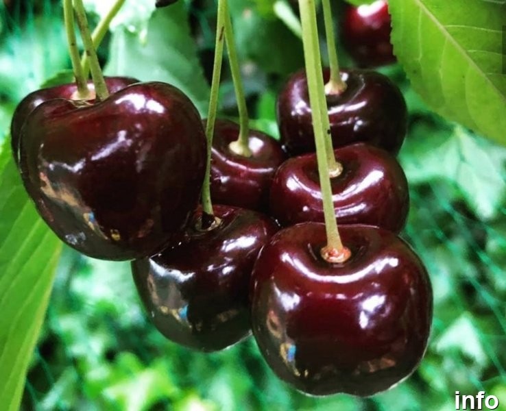 خواص گیلاس سیاه در طب سنتی_7