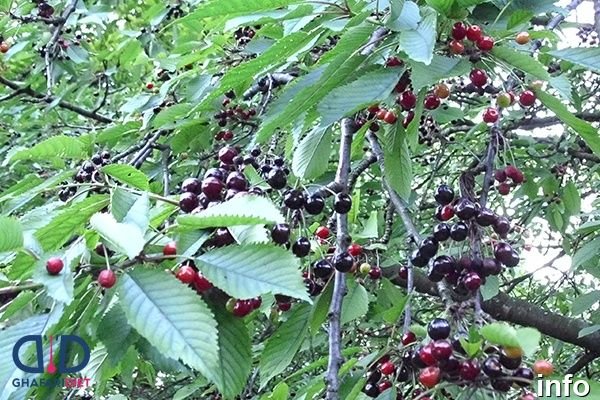 خواص گیلاس سیاه در طب سنتی_9