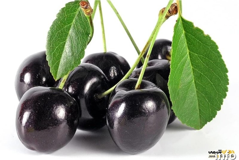 خواص گیلاس سیاه چیست_5