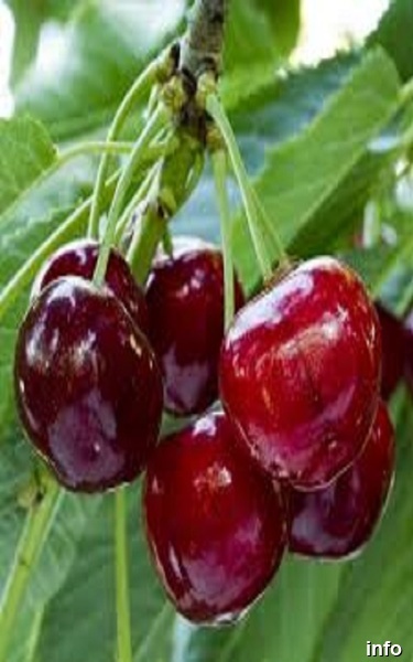 خواص گیلاس شیشه ای_2