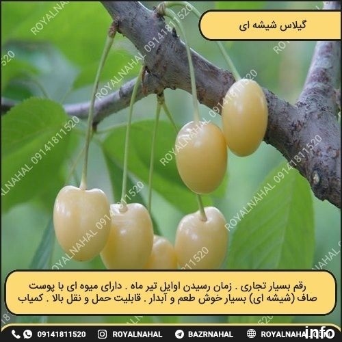 خواص گیلاس شیشه ای_3