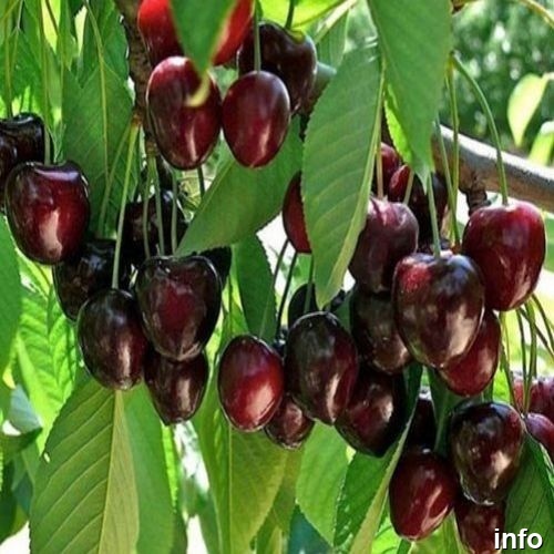 خواص گیلاس شیشه ای_5