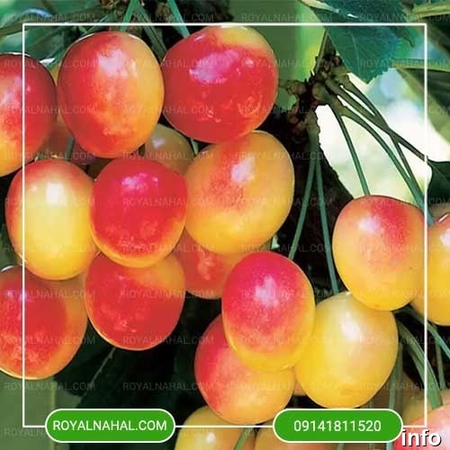 خواص گیلاس شیشه ای_7