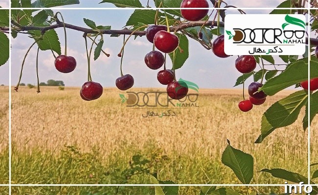 خواص گیلاس شیشه ای_9