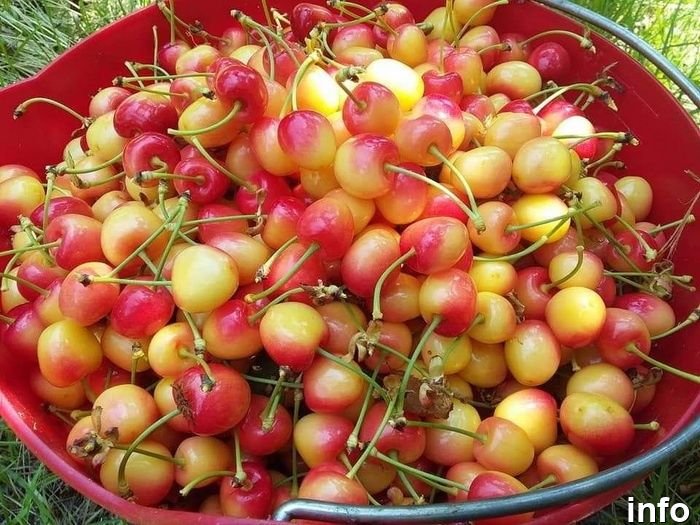 خواص گیلاس صورتی_3