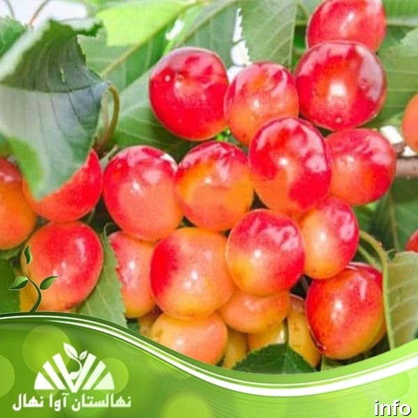 خواص گیلاس صورتی_5