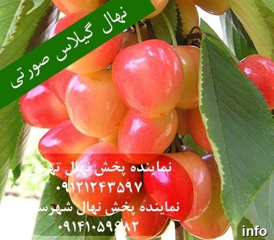 خواص گیلاس صورتی_6