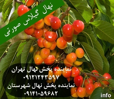 خواص گیلاس صورتی_8