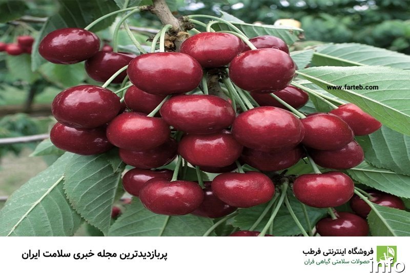 خواص گیلاس طبع_9