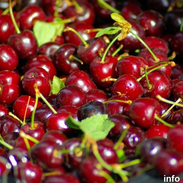 خواص گیلاس فشار خون_8
